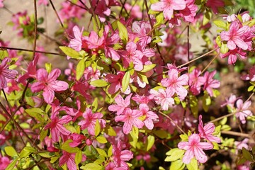 Display of small pink flowers in bloom