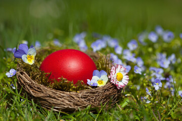 Easter card with nest and red egg with pansy flowers, daisy, veronica on the grass in the garden.
