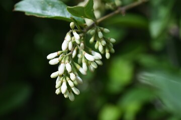 Privet (Ligustrum obtusifolium) flowers. Oleaceae deciduous shrub.