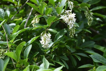 Obraz premium Privet (Ligustrum obtusifolium) flowers. Oleaceae deciduous shrub.