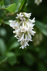 Privet (Ligustrum obtusifolium) flowers. Oleaceae deciduous shrub.