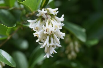 Obraz na płótnie Canvas Privet (Ligustrum obtusifolium) flowers. Oleaceae deciduous shrub.
