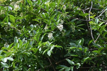 Privet (Ligustrum obtusifolium) flowers. Oleaceae deciduous shrub.