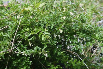 Privet (Ligustrum obtusifolium) flowers. Oleaceae deciduous shrub.