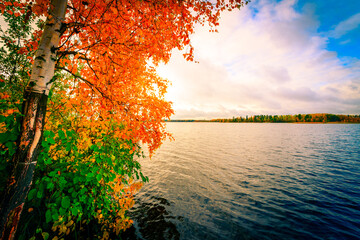Fototapeta na wymiar Forest lake in late autumn, the birch grows on a shore