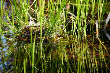 an empty bird's nest between green grasses in the sunlight on a reflective pond