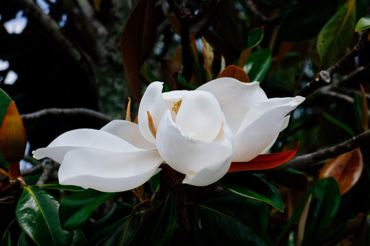 Magnolia denudata tree flower in spring