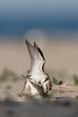 Kentish plover in coupling at the sea