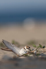 Kentish plover in coupling at the sea