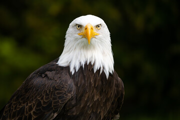 Obraz premium Amerikanischer Weisskopfseeadler mit Blick in die Kamera vor verwschommenen grünen Hintergrund