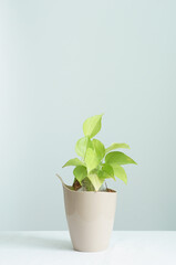 DEVIL’S IVY or Epipremnum aureum in beige plastic pot placed on white table against white wall, houseplants for interior design and air purified plant concept.