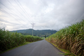 road and sugar cane
 - obrazy, fototapety, plakaty