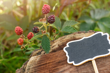 Blackberries ripping in the bramble with a blackboard sign to write over a wood stump