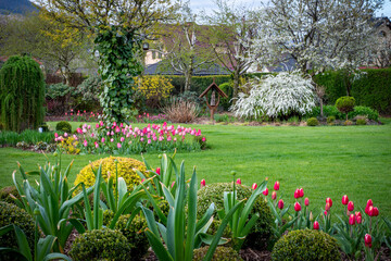 Wiosna w pięknym ogrodzie, kwitną tulipanu, czesnek i tawuła, rabaty w zielonym trawniku