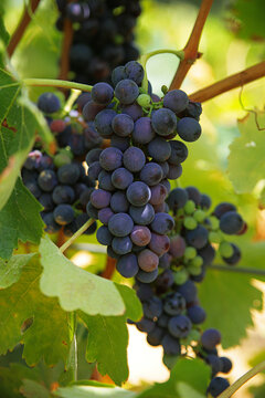 Bunch of Grenache Noir grapes ready for harvest: Gard, Occitanie, France 
