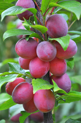 On the branch of the tree are ripe plums