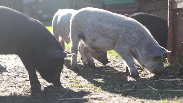 Agriculture. Piglets are running around in the farm yard. The piglet grazes on the meadow of the pig farm.
