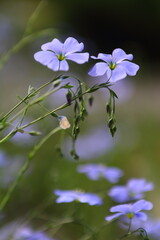 Blue Phlox Divaricata Blooming In Lawn