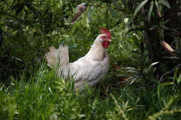 Gallinas libres en el campo