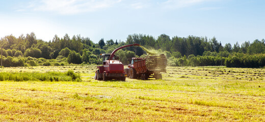 Fototapeta premium Hay harvesting in the field. The harvester collects the cut grass in the tractor trailer.