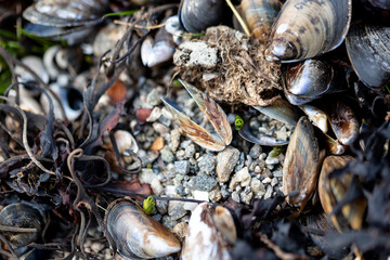 Clam and mussel shells on a pebble beach in close up image.