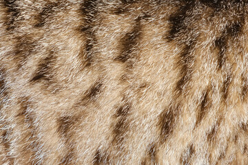 Cat fur texture close up. Animal fur background