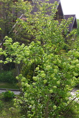 Decorative viburnum Buldenezh, or Snow Globe (Viburnum opulus var sterile)