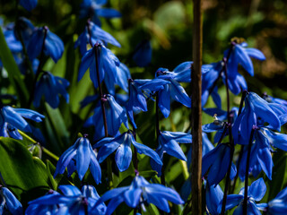 Bunch of fresh blue Siberian squill flowers in a field - obrazy, fototapety, plakaty