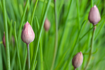 Common chive buds short before flowering. Plant known as Oriental garlic, Asian chives and Allium schoenoprasum. Beautiful green tubular leaves with purple flower. Herb for cooking. Selective focus.