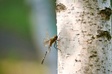 dragonfly on a tree