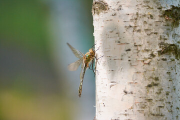 dragonfly on wood