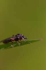 Fly macro with green background