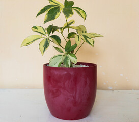 schefflera growing in a beautiful decorative colorful pot place on a white wooden table with a beige color wall in background