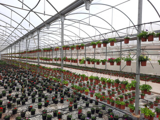 Commerce; Greenhouse full of flower pots ready for marketing