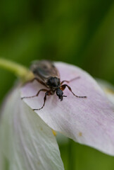 Bug macro on pink blossom with green background
