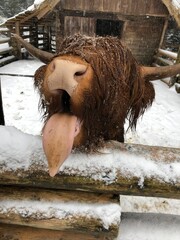 Big shaggy highland cow with funny expression showing its tongue