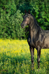 Obraz na płótnie Canvas portrait of breeding Trakehner black stallion posing in the field.