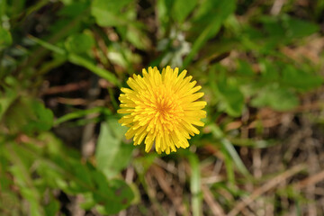 Top view of a yellow dandelion flower. Spring meadow with yellow dandelion