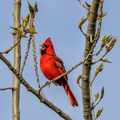 Male cardnal singing on spring morning