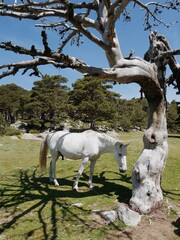 Caballo comiendo