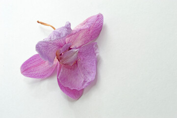 Dried pink orchid flowers. Wilted plants. Bud Herbarium
