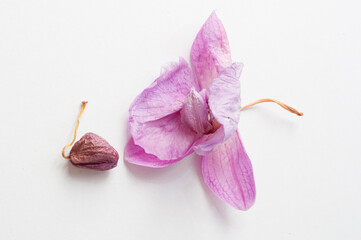 Fototapeta na wymiar Dried pink orchid flowers. Wilted plants. Bud Herbarium