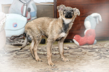 little cute brown puppy mongrel