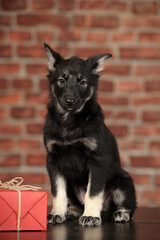 little cute black with brown puppy mongrel