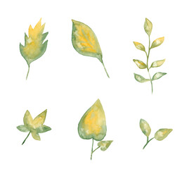 Green with yellow leaf set, foliage watercolor painting - hand drawn isolated on white background	