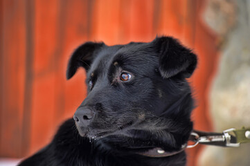 black mongrel dog mongrel outdoors in winter
