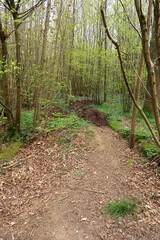 Fototapeta premium A woodland scene with a dirt track and bluebellls