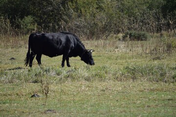 black Bull