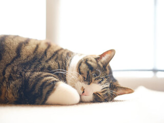 眠る猫