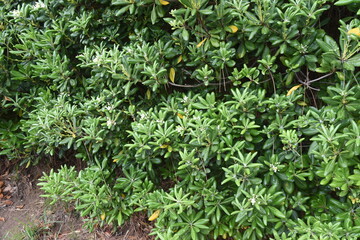 Japanese cheesewood （Pittosporum tobira) blossoms. Pittosporaceae evergreen shrub. Beach plants.
